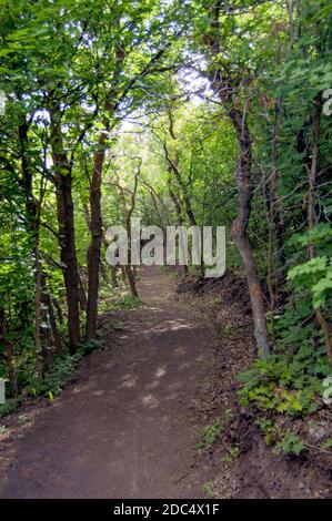 Bergwanderweg und Radweg in dichten Pinienhain Und Espenbäume Stockfoto
