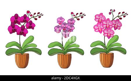 Handgezeichneter Satz Orchideen in Blumentöpfen. Isoliert auf weiß.farbige Vektordarstellung. Stock Vektor