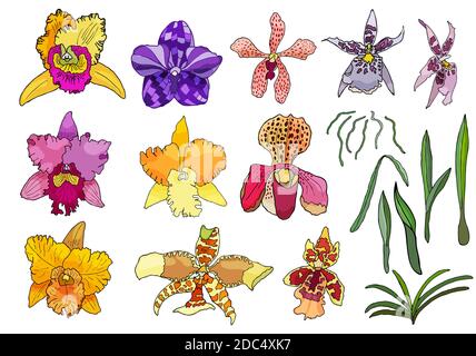 Handgezeichnetes Set aus Orchideenblumen und floralen Elementen. Isoliert auf weiß.farbige Vektordarstellung. Stock Vektor