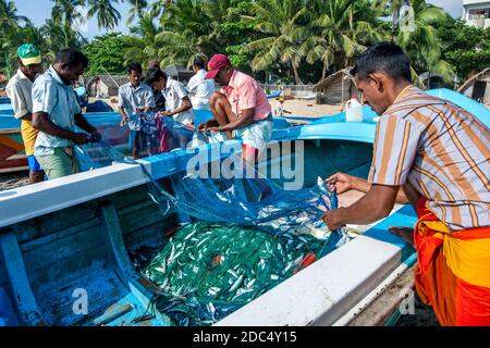 Fischer sammeln Fische aus ihren Netzen auf Arugam Bay Strand an der Ostküste von Sri Lanka nach der Rückkehr aus dem Angeln in der Vornacht. Stockfoto