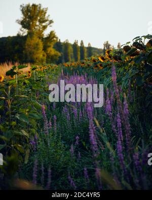 Sonnenblumenfelder im Lot, Frankreich Stockfoto