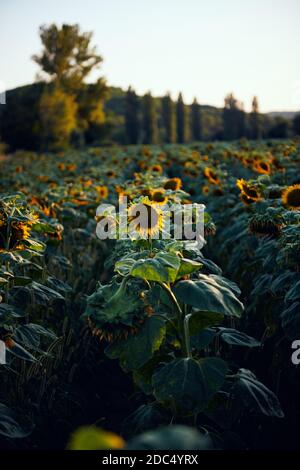 Sonnenblumenfelder im Lot, Frankreich Stockfoto