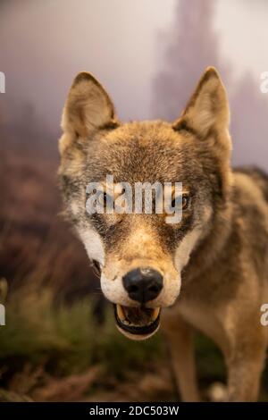 Präparierender grauer Wolf Mount Exemplar. Vorderansicht. Mittlere Aufnahme. Blick auf die Kamera. Vertikal. Stockfoto