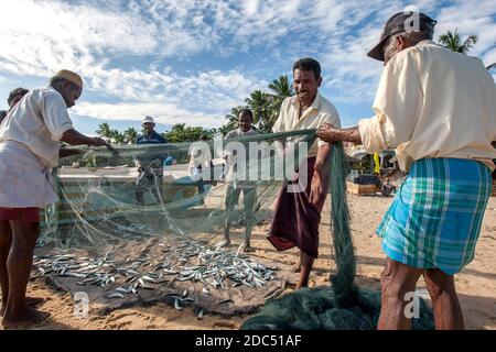 Am Strand von Arugam Bay in Sri Lanka entfernen Fischer ihren Fang am frühen Morgen aus ihren Netzen. Sie sind von einer Nacht Fischerei vor der Küste zurückgekehrt. Stockfoto