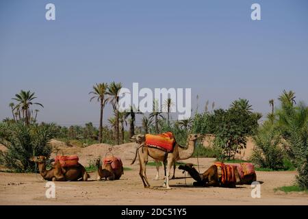 Marokko Marrakesch - Dromedargruppe - Kamelus dromedarius - Kamel Stockfoto