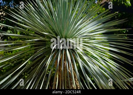 Marokko Marrakesch - Botanischer Garten Le Jardin Geheimnis mit einem Handfläche Stockfoto