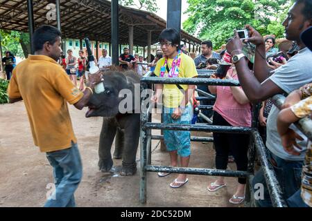 Ein Mann wartet auf eine Flasche Milch, um ein Elefantenkalb im Pinnawala Elephant Waisenhaus (Pinnawela) in Zentral-Sri Lanka zu füttern. Stockfoto