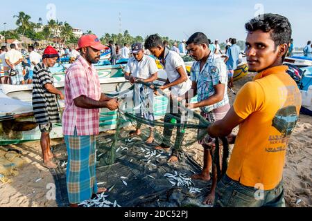 Fischer sortieren ihren Fischfang aus den Netzen am Strand von Arugam Bay in Sri Lanka, nachdem sie von einer Nacht beim Angeln zurückgekehrt sind. Stockfoto