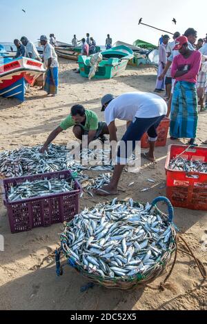 Fischer sortieren ihren Fischfang in gewebte Körbe bereit zum Verkauf auf Arugam Bay Strand in Sri Lanka nach der Rückkehr von einem Nächte Angeln. Stockfoto