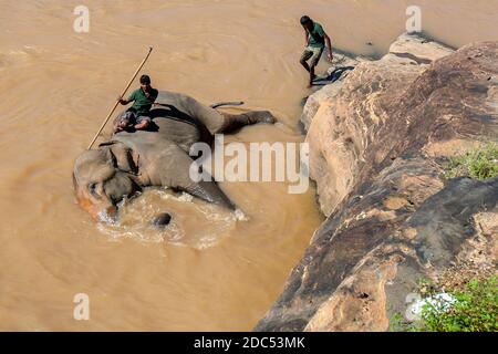 Ein Elefant aus dem Pinnawala Elephant Waisenhaus badet im Maha Oya Fluss in Sri Lanka. Die Elefanten werden zweimal täglich zum Baden zum Fluss gebracht Stockfoto