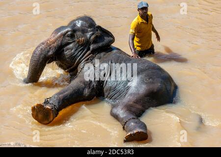 Ein Elefant aus dem Pinnawala Elephant Waisenhaus badet im Maha Oya Fluss in Sri Lanka. Die Elefanten werden zweimal täglich zum Baden zum Fluss gebracht Stockfoto