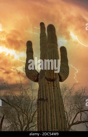 Saguaro in einem warmen Scottsdale Sonnenuntergang in einem Blitzsturm Stockfoto