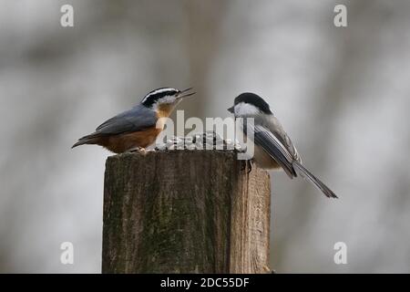 Nuthatches kämpfen um Nahrung Stockfoto