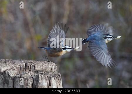 Nuthatches kämpfen um Nahrung Stockfoto