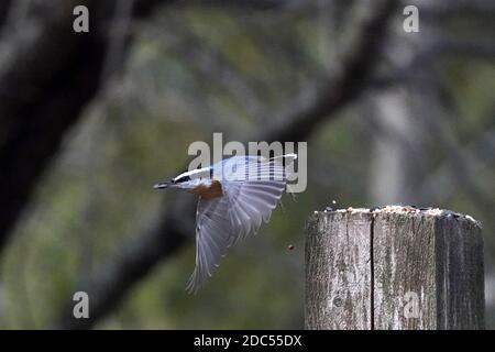 Nuthatches kämpfen um Nahrung Stockfoto