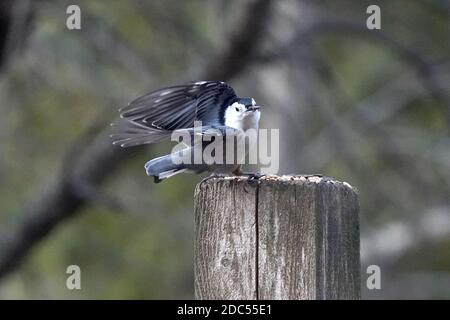 Nuthatches kämpfen um Nahrung Stockfoto