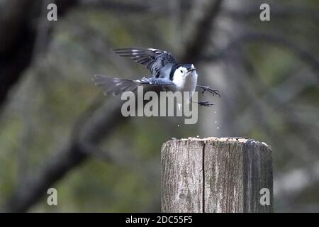 Nuthatches kämpfen um Nahrung Stockfoto