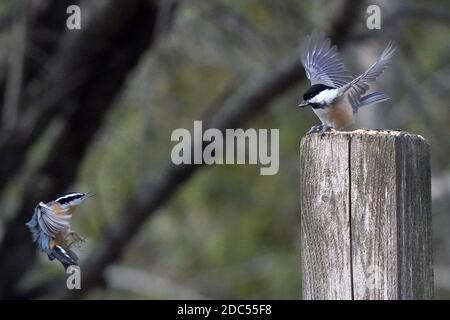 Rot-und weiß-reihige Nuthatches kämpfen um Nahrung Stockfoto