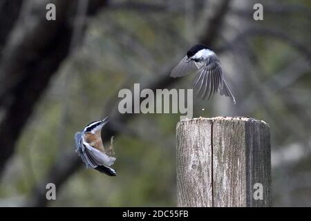 Rot-und weiß-reihige Nuthatches kämpfen um Nahrung Stockfoto