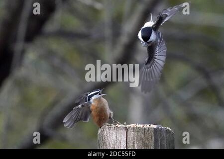 Rot-und weiß-reihige Nuthatches kämpfen um Nahrung Stockfoto