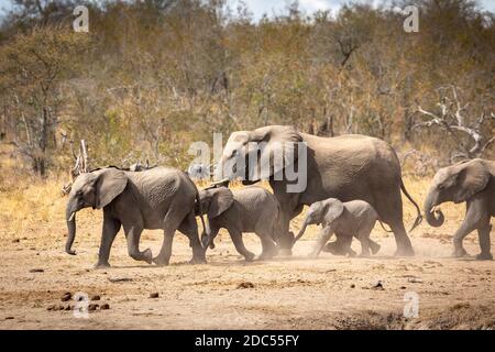 Kleine Elefantenfamilie, die zusammen mit Büffeln im Hintergrund läuft Im Kruger Park in Südafrika Stockfoto