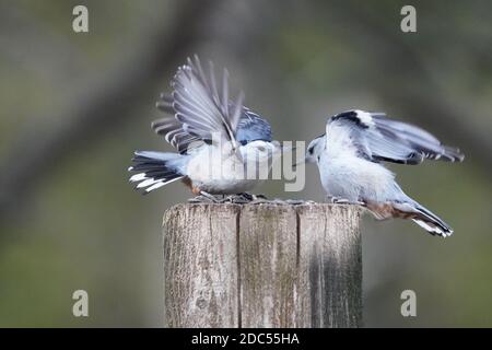 Nuthatches kämpfen um Nahrung Stockfoto