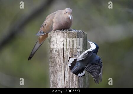 Nuthatches kämpfen um Nahrung Stockfoto