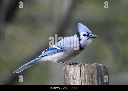 Blaue Eichelhäher im Wald Stockfoto