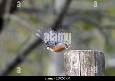 Rot-und weiß-reihige Nuthatches kämpfen um Nahrung Stockfoto