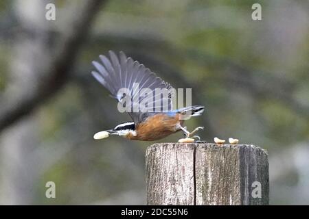 Rot-und weiß-reihige Nuthatches kämpfen um Nahrung Stockfoto