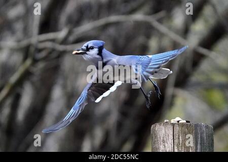 Blaue Eichelhäher im Wald Stockfoto