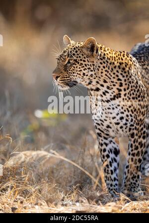 Leopard mit langen Schnurrhaaren, die im Trockenen stehen und wachsam aussehen Gras im Kruger Park in Südafrika Stockfoto