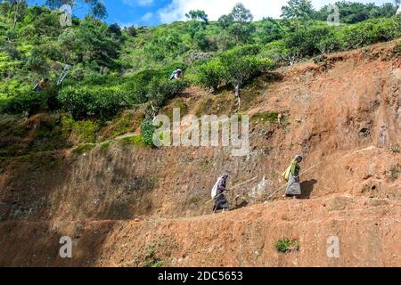 Zwei Teepflücker (Zupfer) machen sich auf den Weg, um auf einer Plantage in der Nähe von Nuwara Eliya im Hochland Sri Lankas zu arbeiten. Stockfoto