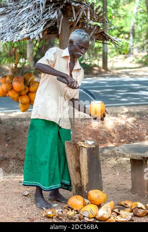 Ein Sri-lankischer Mann schneidet die Oberseite einer King Coconut auf, damit der Saft innen getrunken werden kann. Der Mann hat einen Stall am Straßenrand in Sigiriya aufgestellt. Stockfoto