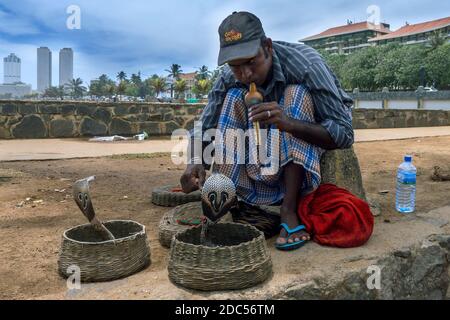 Ein Schlangenbeschwörer hält seine Augen auf sein Kobras, während er neben Galle Face Green in Colombo in Sri Lanka eine Flöte spielt. Stockfoto