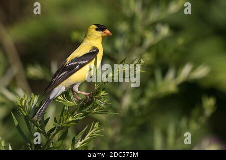 American Goldfinch (Spinus tristis) auf einer Pflanze, Long Island, New York Stockfoto