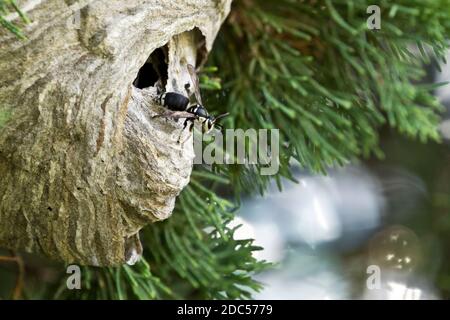 Glatzengesichtige Hornisse (Dolichovespula maculata) auf einem grauen, mit Papier umschlossenen Nest, Long Island, New York Stockfoto