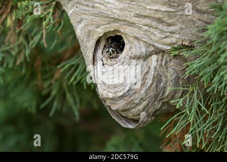 Glatzengesichtige Hornisse (Dolichovespula maculata) auf einem grauen, mit Papier umschlossenen Nest, Long Island, New York Stockfoto