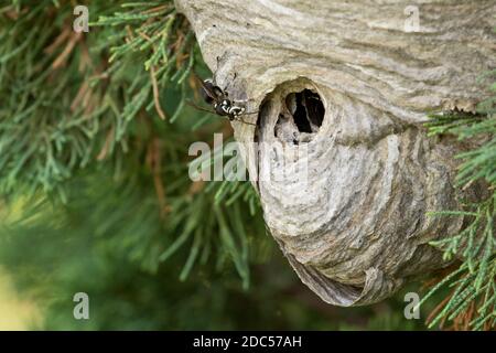 Glatzengesichtige Hornisse (Dolichovespula maculata) auf einem grauen, mit Papier umschlossenen Nest, Long Island, New York Stockfoto