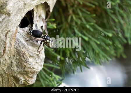 Glatzengesichtige Hornisse (Dolichovespula maculata) auf einem grauen, mit Papier umschlossenen Nest, Long Island, New York Stockfoto