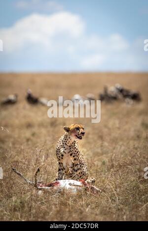 Erwachsene Gepard töten mit Geiern, die im trockenen Gras sitzen Die Ebenen von Masai Mara in Kenia Stockfoto