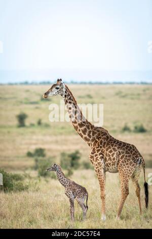 Neugeborenes Baby Giraffe steht neben seiner Mutter in der Grasbewachsene Ebenen der Masai Mara in Kenia Stockfoto