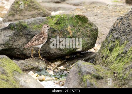 Am wenigsten Sandpiper (Calidris minutilla), der an einer Küste entlang sucht, Long Island, New York Stockfoto