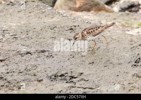 Am wenigsten Sandpiper (Calidris minutilla), der an einer Küste entlang sucht, Long Island, New York Stockfoto