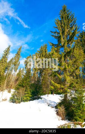 Tannenbäume im Winter . Hohe Kiefern wachsen auf dem verschneiten Hügel Stockfoto