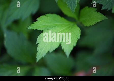 Artemisia lactiflora, Weisses Beifuß Blätter grün für Kräuter Gemüsefutter Natur im Garten Stockfoto