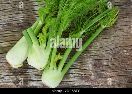 Fenchel Gemüse aus dem Garten, frische rohe Fenchel Zwiebeln bereit, auf Lebensmittel Holzküche Hintergrund kochen Stockfoto
