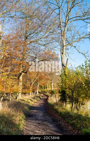 Buchenwälder entlang der chiltern Way in den späten Nachmittag Herbst Sonnenlicht. Fingerest, Buckinghamshire, England Stockfoto