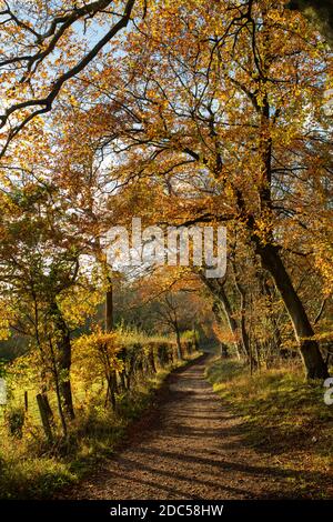 Buchenwälder entlang der chiltern Way in den späten Nachmittag Herbst Sonnenlicht. Fingerest, Buckinghamshire, England Stockfoto