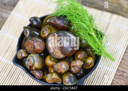 Apfelschnecke Süßwasser Schnecke Fluss aus Naturfeld für Lebensmittel gekocht Thai lokale Küche, Pila ampullacea Schalentiere Stockfoto